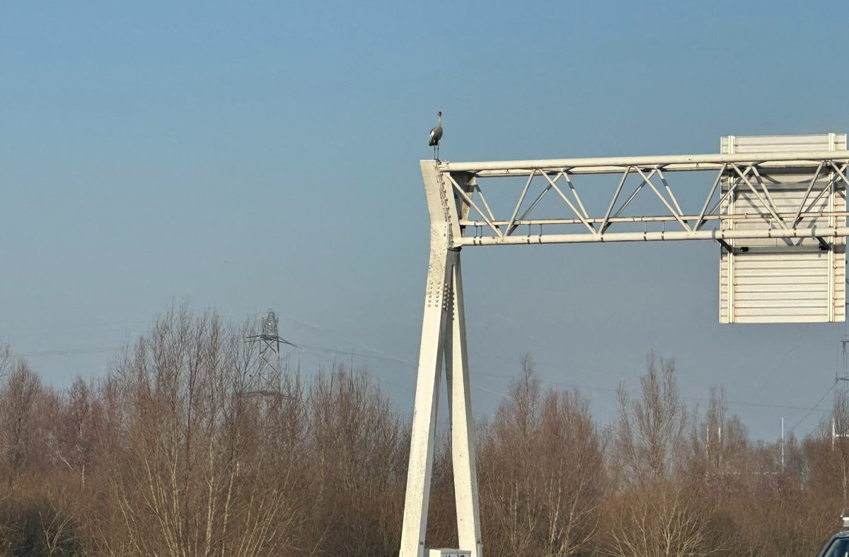 RWSverkeersinfo's tweet image. 💔 Op de #A2 bij Breukelen is een kraanvogel aangereden en zijn maatje blijft trouw in de buurt. Ondanks inzet van weginspecteur en dierenambulance kon hij niet worden gevangen. Er geldt momenteel een snelheidsmaatregel richting Utrecht. 📸: @WIS_William_
