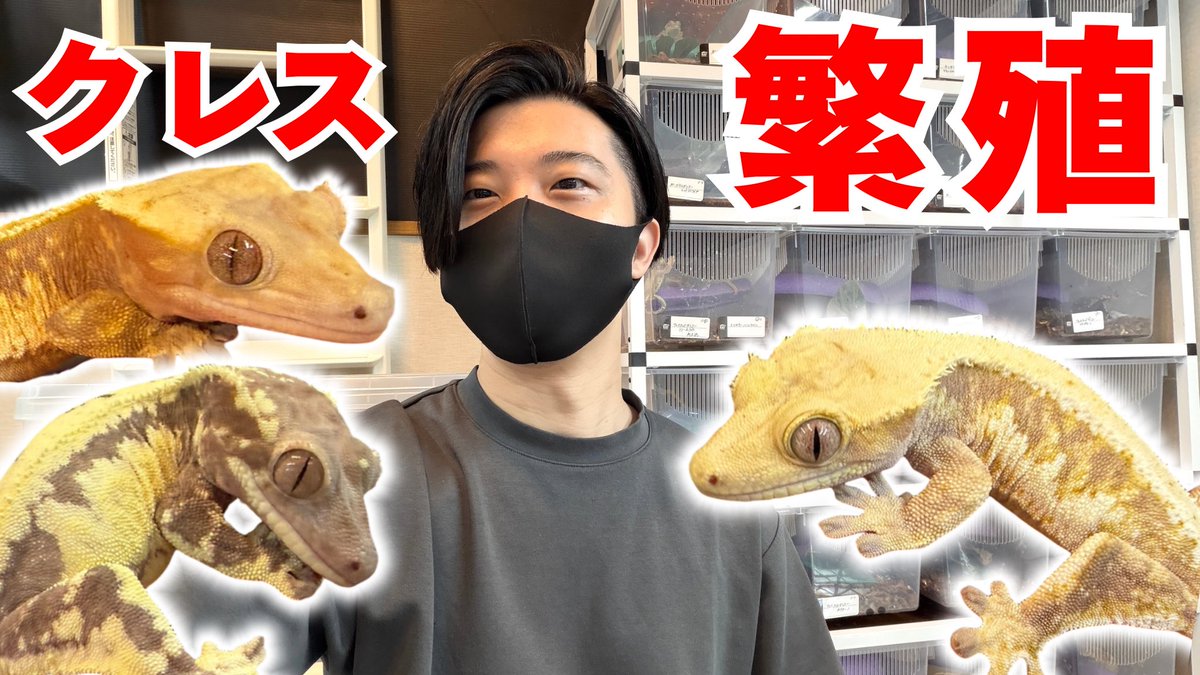 ▼YouTube更新

クレステッドゲッコーの繁殖
youtu.be/tFKZAQGileA