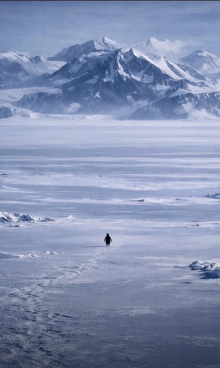 cumartesi işe giderken eve doğru yönelmek bu penguen düzeni bozdu..