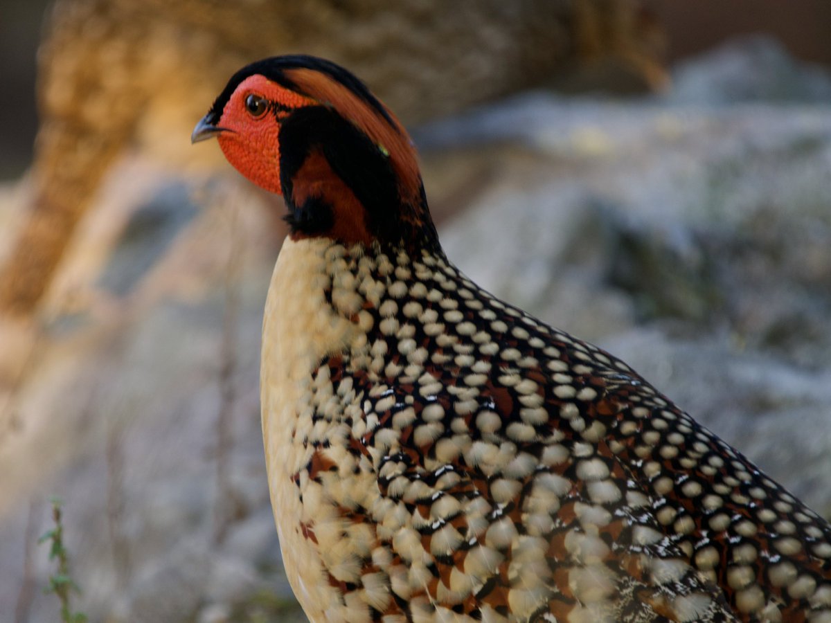 Edward Paxton 🇬🇧🏴🏴 tweet media