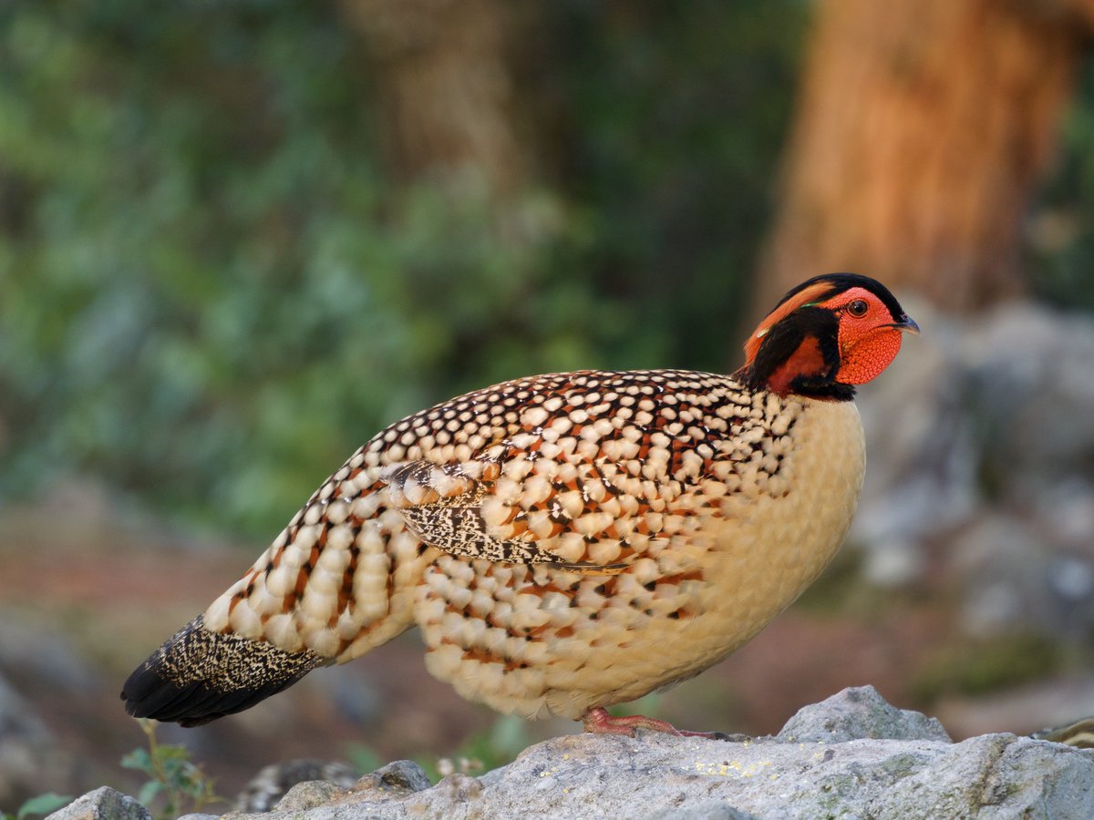 Edward Paxton 🇬🇧🏴🏴 tweet media