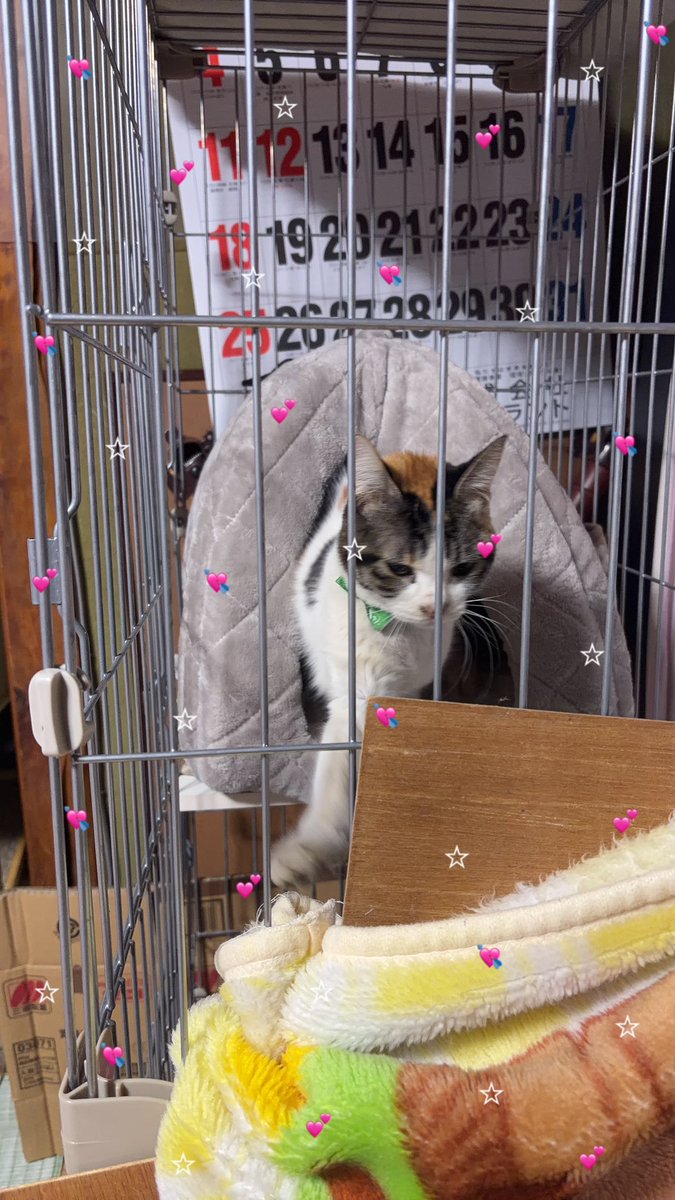 売り切り希望⑅︎◡̈︎*様 凪茅 (@m_strawverry) / Posts / X