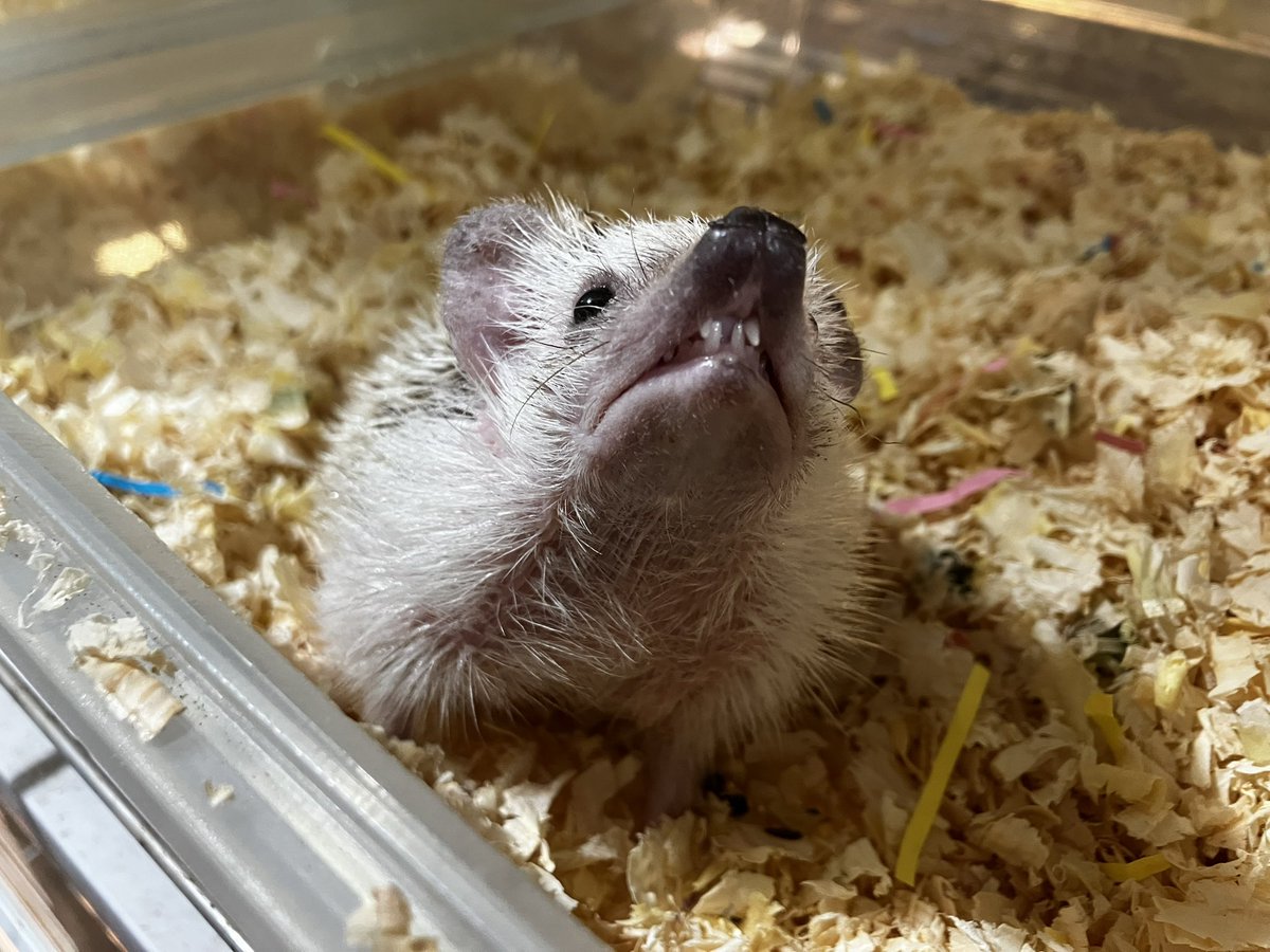 爬虫類喫茶Asche (@Asche2222) / Posts / X