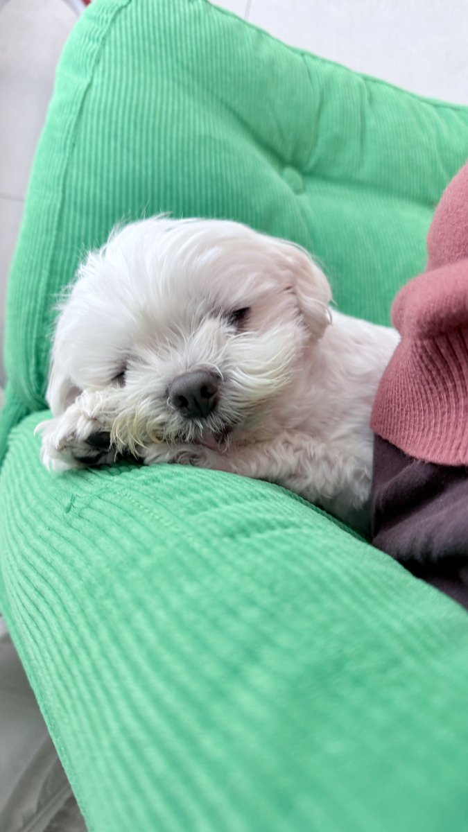 세상에 누우가 이렇게 귀엽게 낮잠을 자는거지?