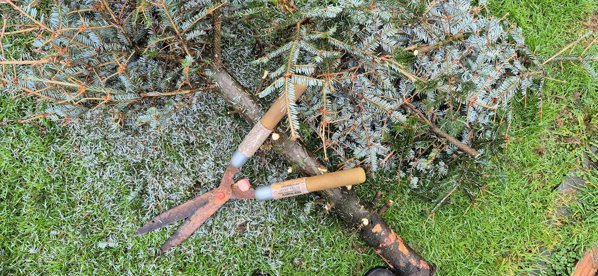 🌱An Organic Irish Garden🌱 tweet media