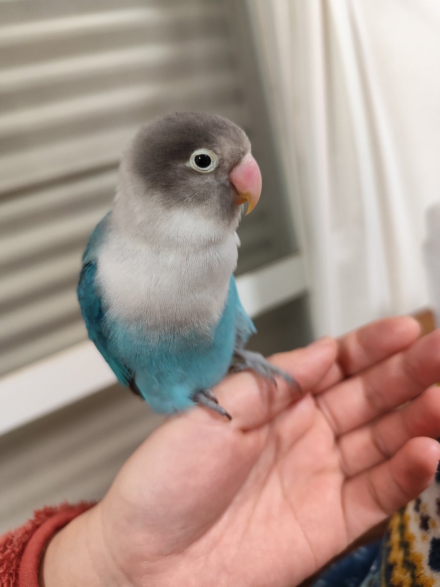 ボタンインコちゃんを預かってます
可愛いです♥

パスタ様は最強の王様なので、仲良くできそうにはないです🥲