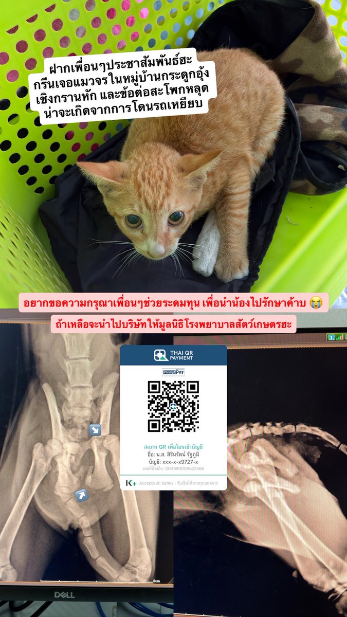 LYGLMS's tweet image. ฝากเพื่อนๆผู้ใจบุญ ประชาสัมพันธ์กันหน่อยนะค้า พรุ่งจะพาน้องไปรักษาที่รพ.สัตว์เกษตรค่า 🥹🙇🏻‍♀️ #แมวจร #แมวส้ม #ช่วยแมวจร #หาบ้านให้น้องแมว
