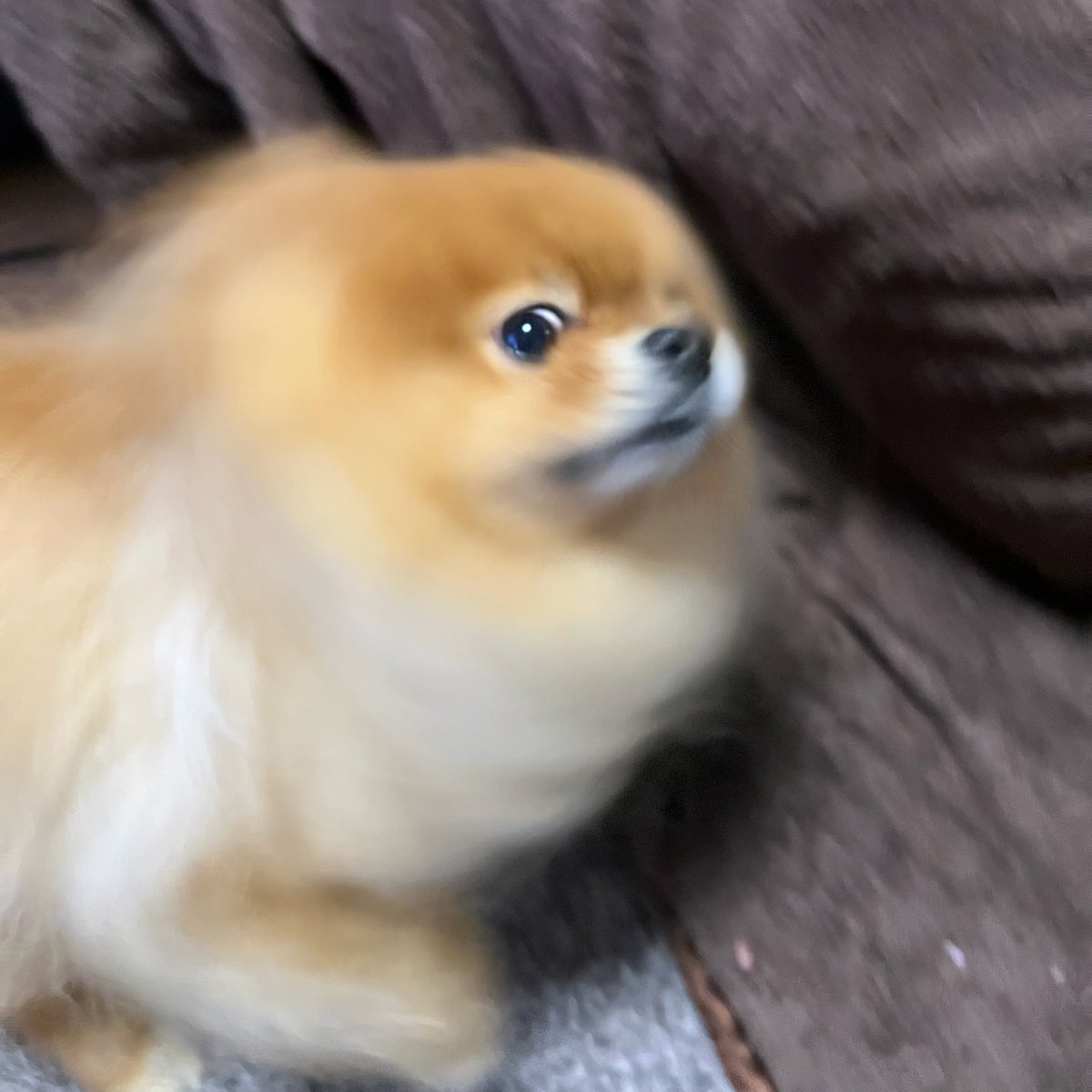 ✳️POME POME ぷりん✳️ (@690690moaa) / Posts / X