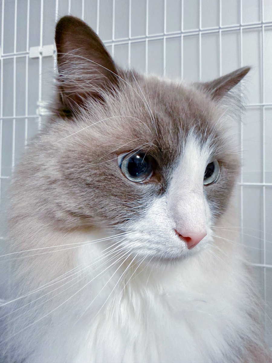 イケメン承太郎💕

#ラグドール 
#猫好きさんと繫がりたい 
#猫のいる暮らし