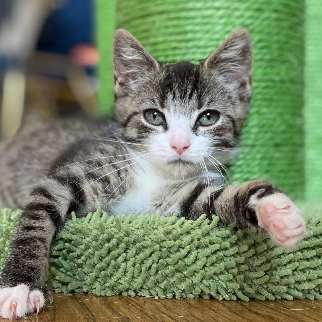 ilfo6sgdhhdopl7's tweet image. Swipe for the Glow up➡️

Baby Fresno was rescued from a hoarder’s house driveway right in the nick of time. Fresno’s siblings all perished before we were able to help. Fresno is now adopted and will live happily ever after! Have a wonderful life baby!

#cute #cutekitten #safe