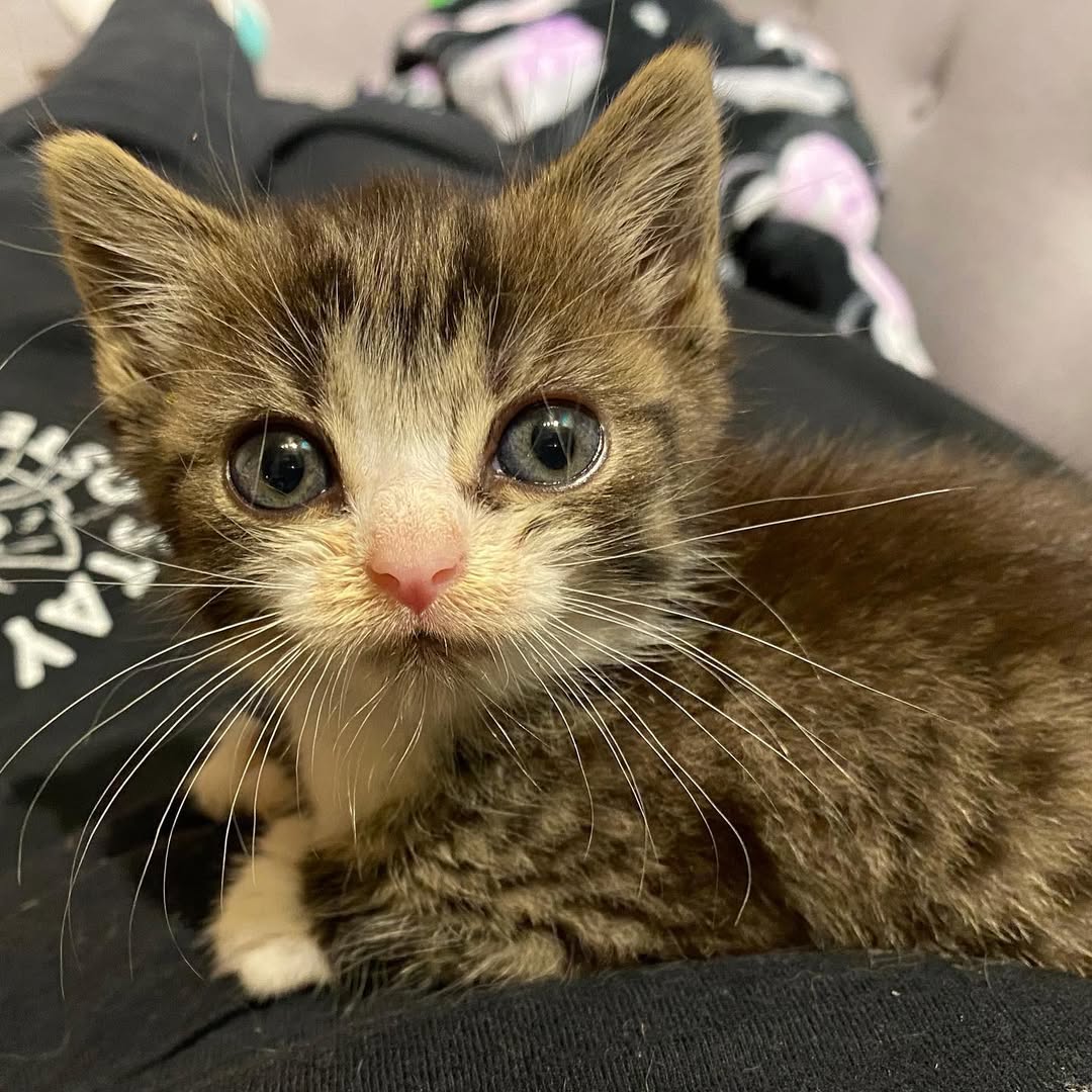 ilfo6sgdhhdopl7's tweet image. Swipe for the Glow up➡️

Baby Fresno was rescued from a hoarder’s house driveway right in the nick of time. Fresno’s siblings all perished before we were able to help. Fresno is now adopted and will live happily ever after! Have a wonderful life baby!

#cute #cutekitten #safe