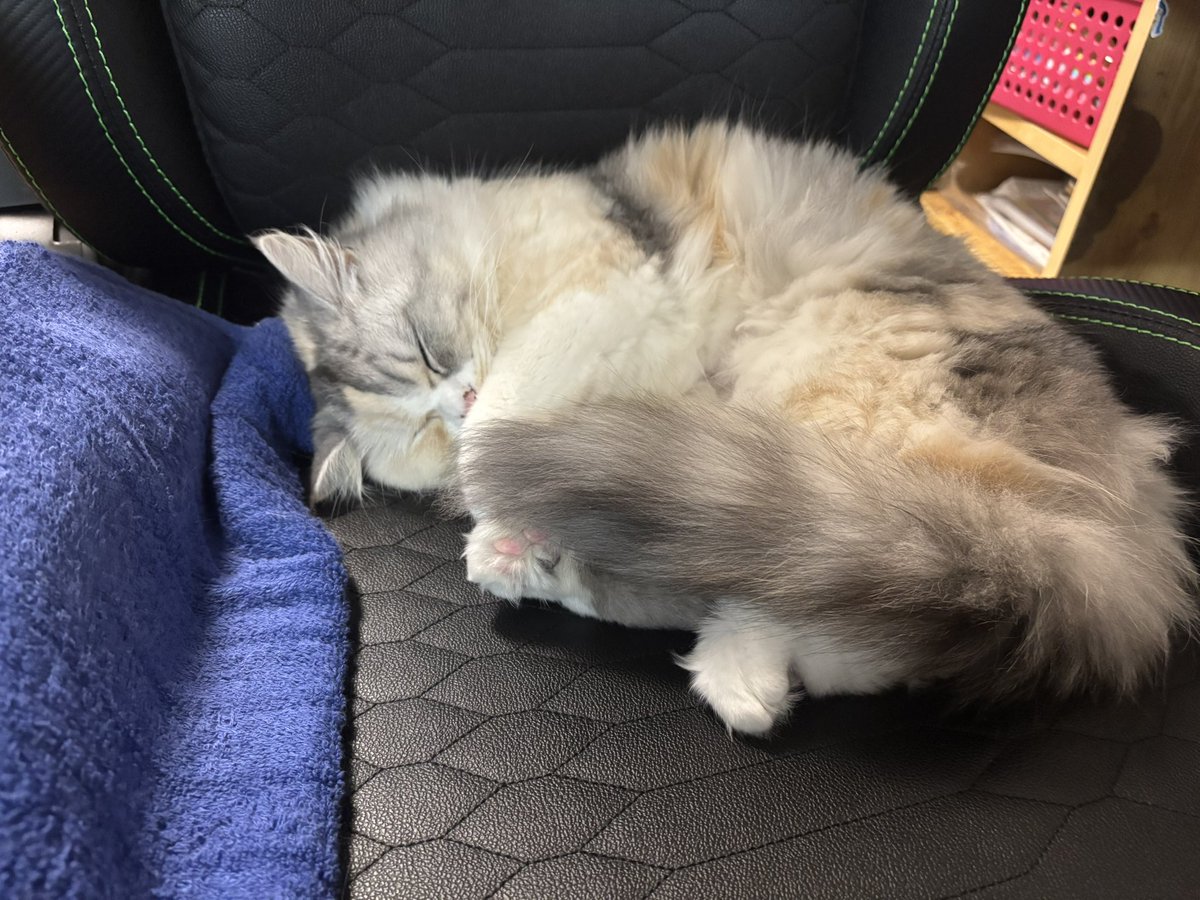 😳あっくんのイスに先客が🐈 🙄あっくんが座れないよ🐈 私のイスでは