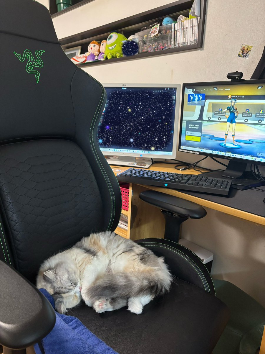 😳あっくんのイスに先客が🐈 🙄あっくんが座れないよ🐈 私のイスでは