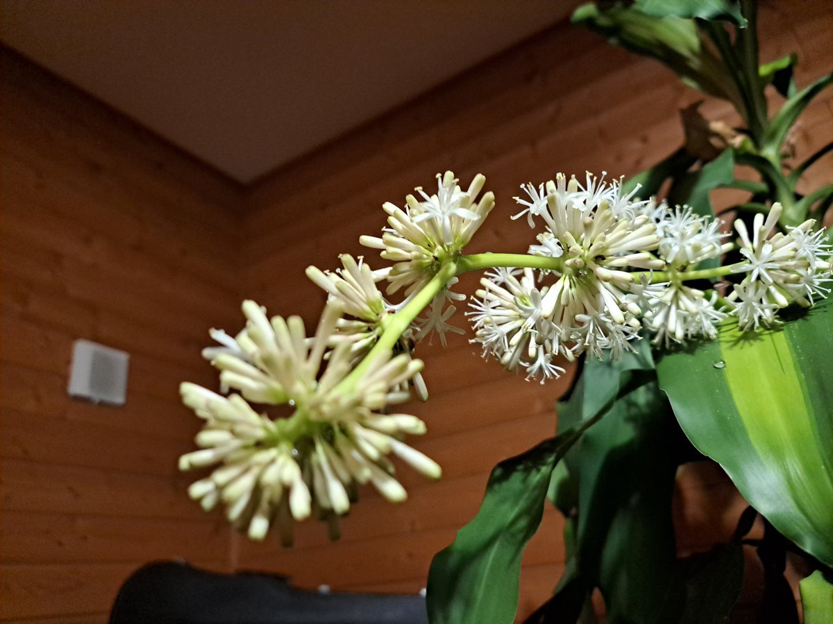 manmoss25's tweet photo. 枯れたかも～？と思ってたどんぐりの苗に新芽が出てきたり、10年に一回咲くらしいドラセナ(幸福の木)に花が咲いたり。外は大雪つづいてるけど、春に向かってることを教えてくれます https://t.co/r4CM8C3WGF