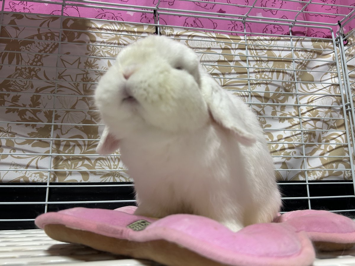 ロックルちゃん #ホーランドロップイヤー #ホーランドロップ #うさぎ #ロップイヤー #うさぎ動画