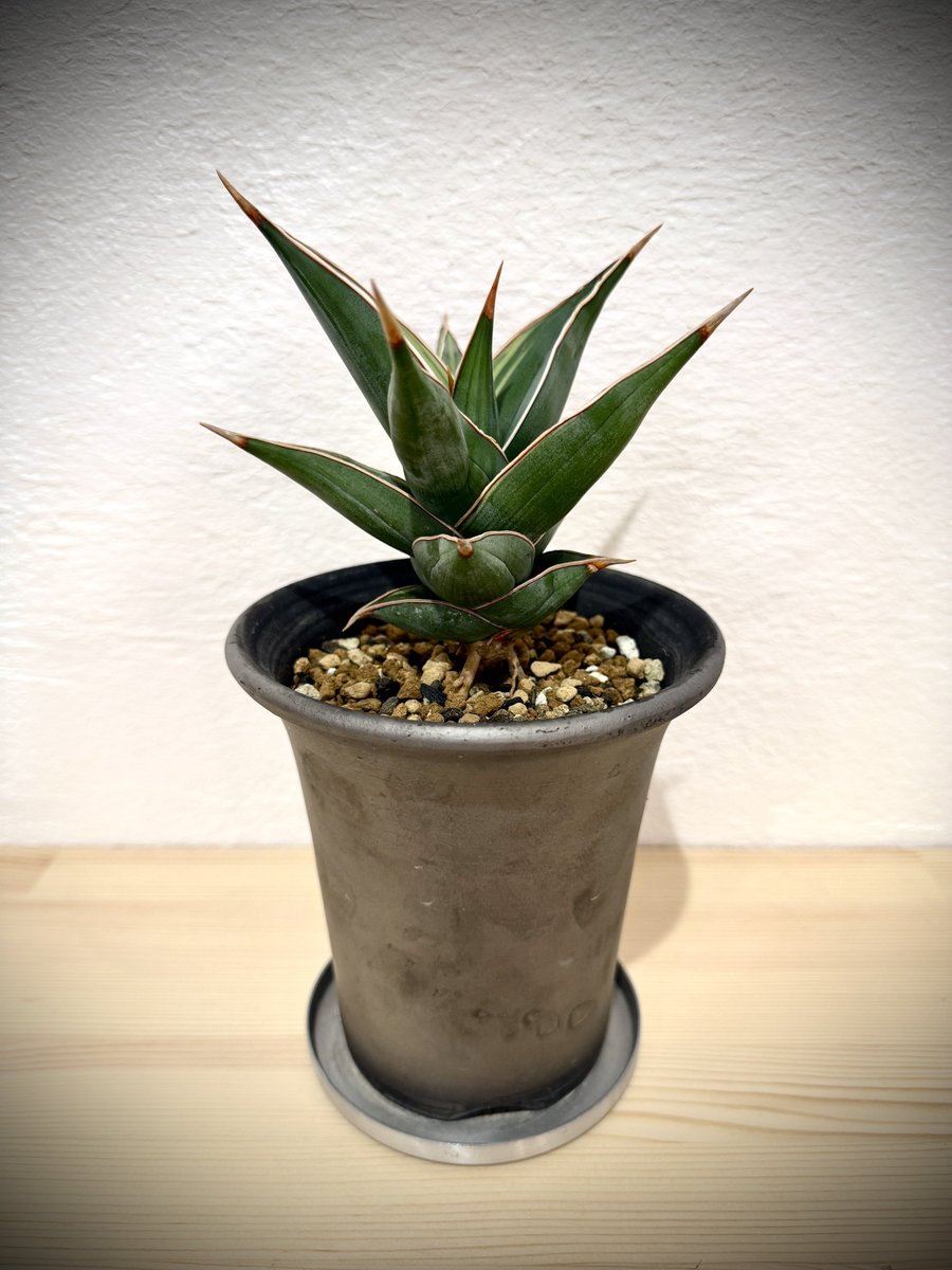 サンスベリア・ピングイキュラ　斑入り
(D.pinguicula variegata)
ちょっとだけ太りました。若干皺あるのは元々なので仕方ないとして、なかなか戻らないのは乾燥期間少し長い感じですかね？
この品種一つくらいはバケモン作りたいですね。
#観葉植物
#サンセベリア