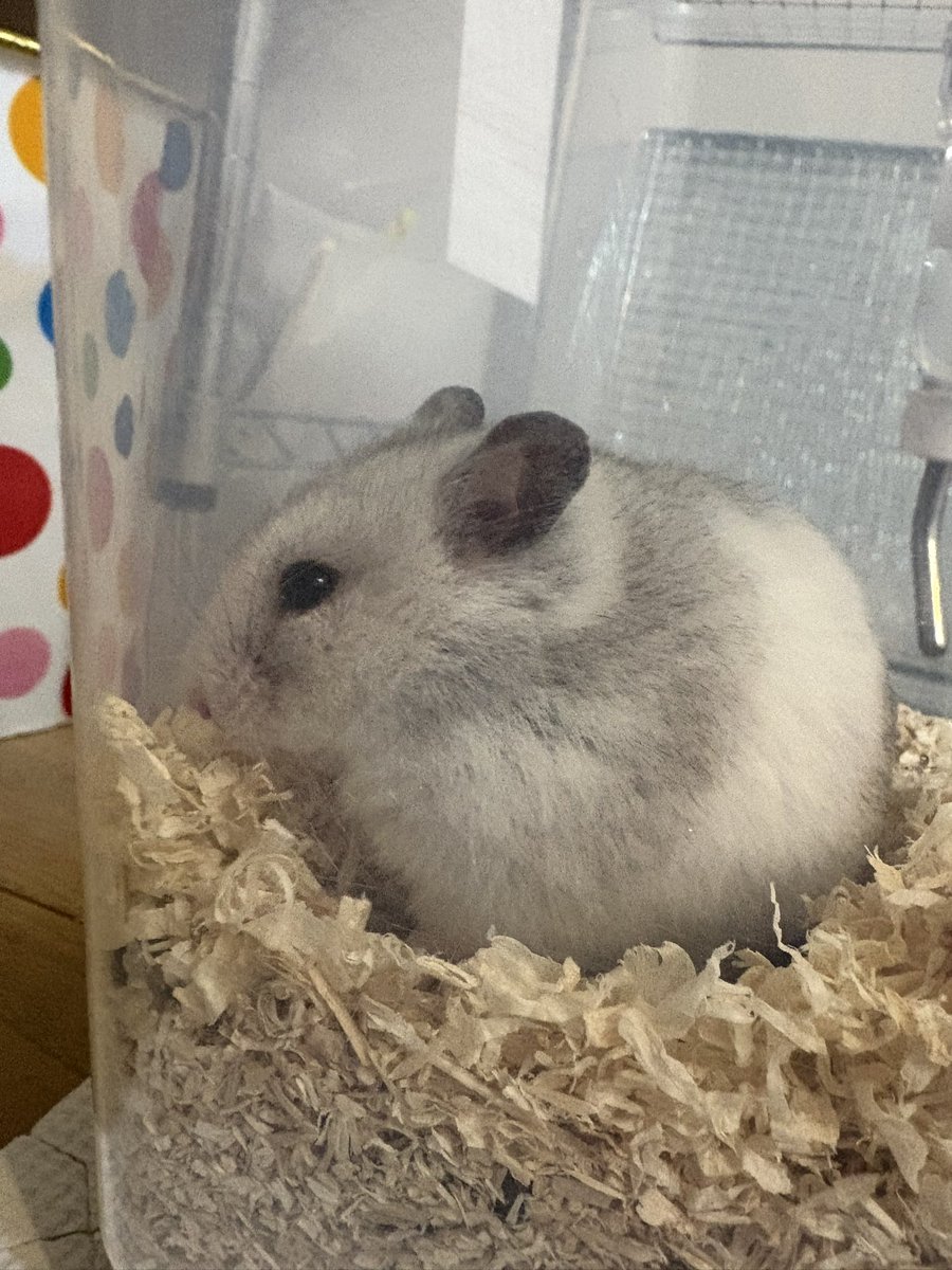 さっき左目が飛び出てる感じがしてびっくりしたけど、歳の表れだそうで…😢
4月で2歳だもんねぇ…