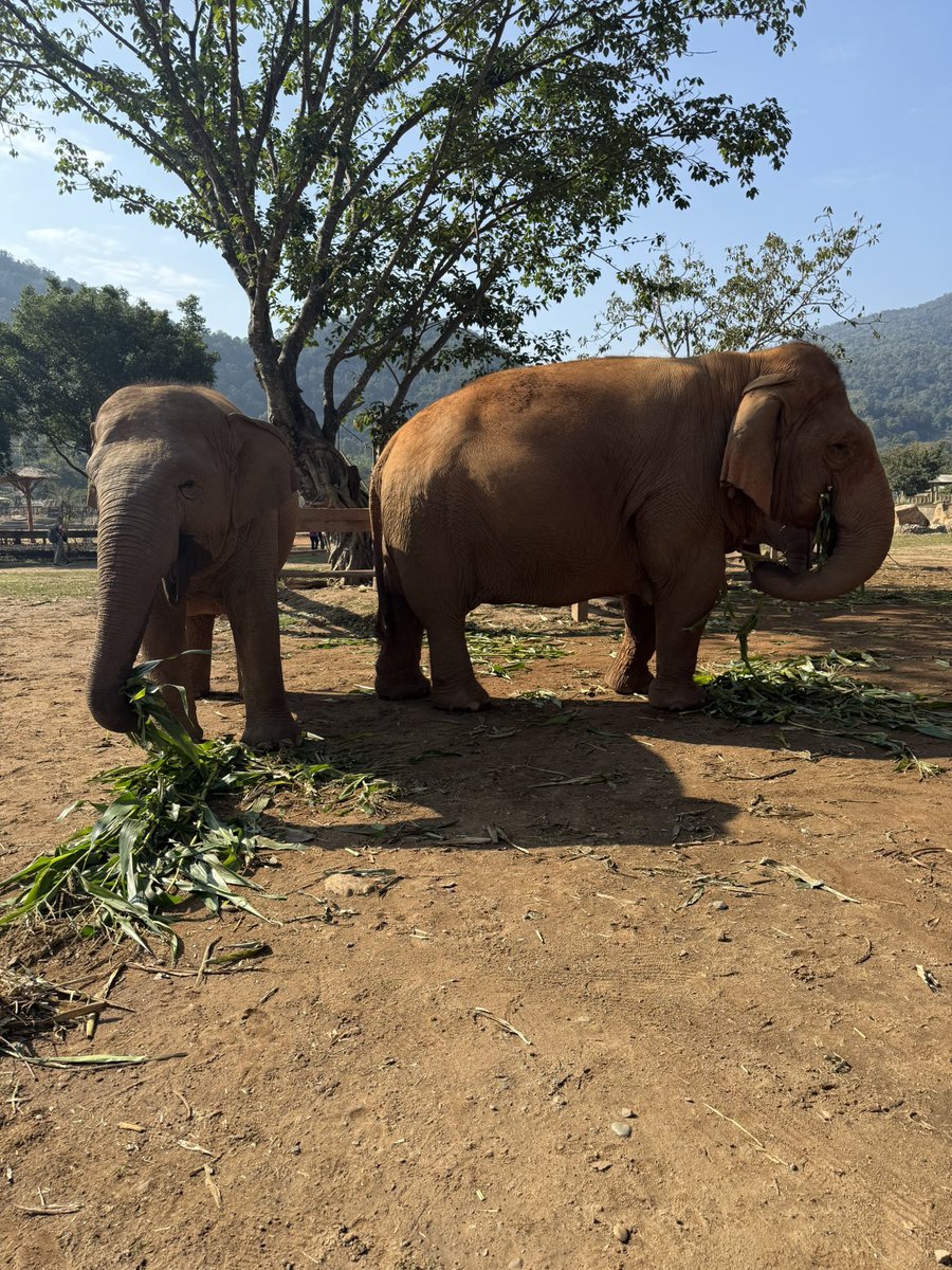 Dream Team Professor tweet media