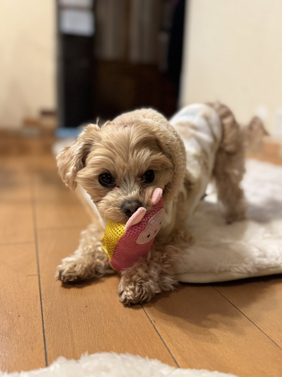 マルプー小豆（あずき）🫘の成長日記🐶 (@SANA62725793) / Posts / X