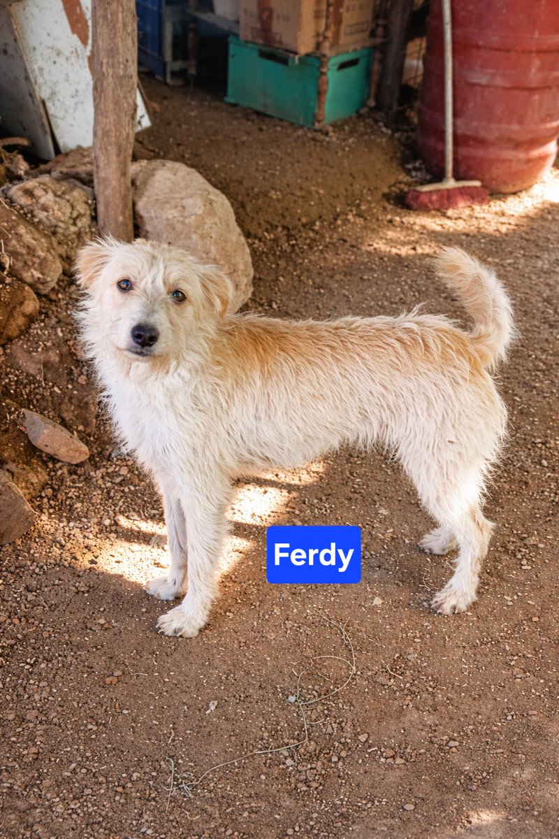 AIUTO IL RIFUGIO CHIUDE
la volontaria Zito Calogera non ha più forze né risorse.
Servono rifugi e associazioni per stalli, adozioni urgenti‼️
Ferdy 1 anno spinoncino, Sicilia adozione centro nord e Svizzera. Whatsapp ☎️ 3274658187 
#Sinner 
#CaniSicilia
#AdottaDalSud