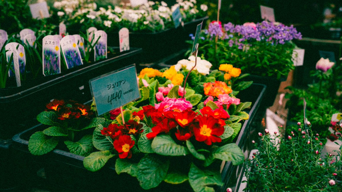 SinSinology tweet media