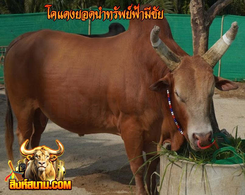 singsnam_'s tweet photo. ราคาเปิดแล้วสมาชิกทุกท่าน
ห้ามพลาดรับชมวัวชนคู่เอกเงินล้าน
           อัปเดตราคาวัวชนสดๆ
       รับชมการถ่ายทอดสดทุกคู่

🔻เล่นวัวชน 📷 https://t.co/WjJ9q2GbFe

#ทนายแก้วน #น้ําหนึ่งเนย #วัว #LingOrmHongKongFMD1 #วัวใต้ #เด็กใต้  #50รับ100 #100รับ100 https://t.co/TbfvTsLpRj