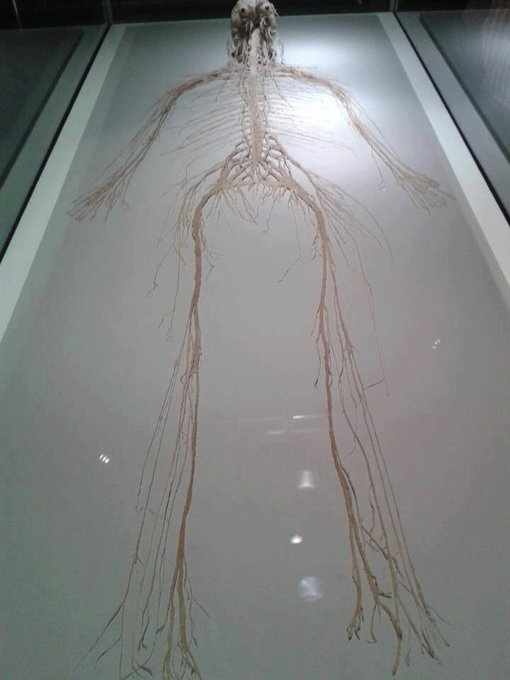 Nas_tech_AI's tweet image. The central and peripheral nervous system of a human.