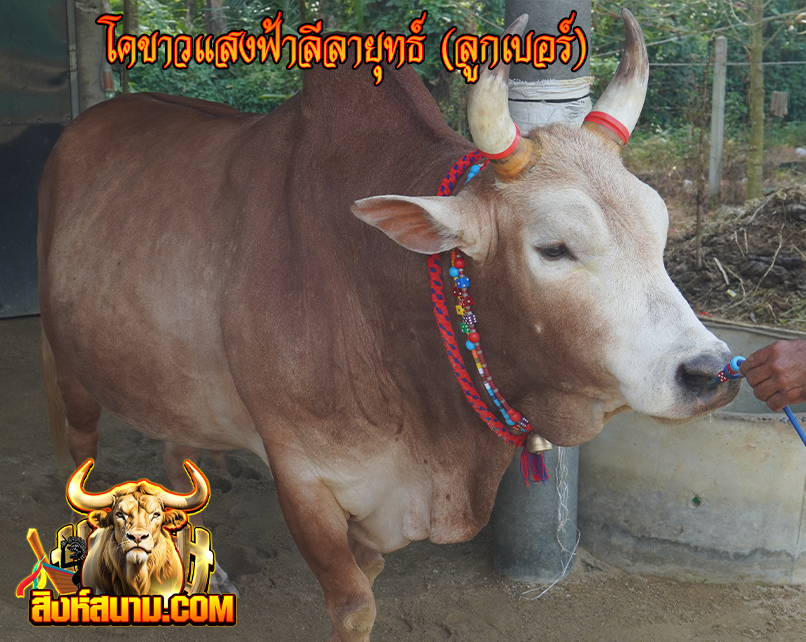 ราคาเปิดแล้วสมาชิกทุกท่าน
ห้ามพลาดรับชมวัวชนคู่เอกเงินล้าน
           อัปเดตราคาวัวชนสดๆ
       รับชมการถ่ายทอดสดทุกคู่

🔻เล่นวัวชน 📷 lin.ee/VYhLiZqa

#ทนายแก้วน #น้ําหนึ่งเนย #วัว #LingOrmHongKongFMD1 #วัวใต้ #เด็กใต้  #50รับ100 #100รับ100