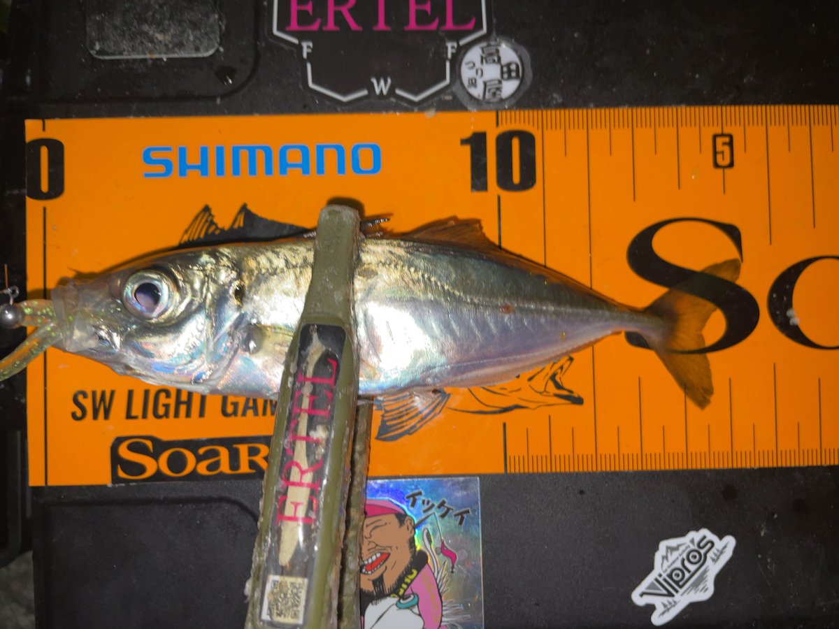 久しぶりのアジくん!!
ちょっと遠出したかいがあった！