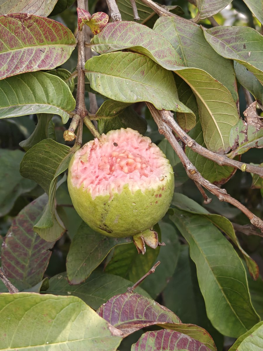 OnePlusClub's tweet image. Who else loves guavas? 

#ShotOnOnePlus 15 #ShotOnSnapdragon