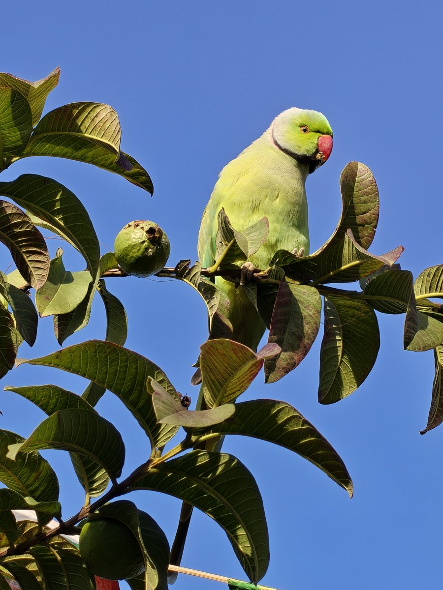 OnePlusClub's tweet image. Who else loves guavas? 

#ShotOnOnePlus 15 #ShotOnSnapdragon