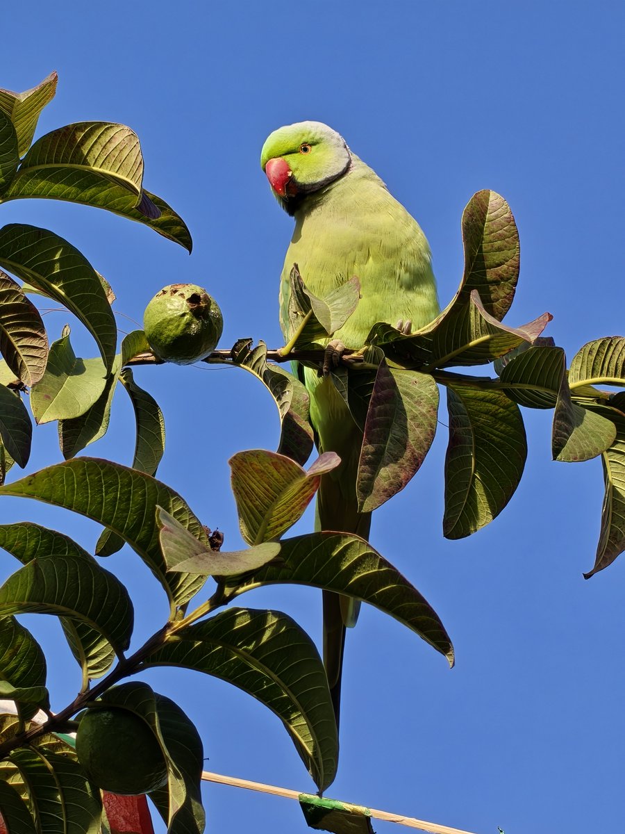 OnePlusClub's tweet image. Who else loves guavas? 

#ShotOnOnePlus 15 #ShotOnSnapdragon