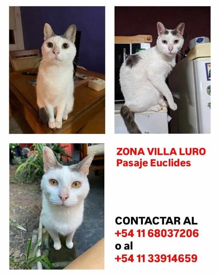 #Perdiamigato 📢📢📢
RT RT RT 

GATITA PERDIDA EN VILLA LURO!

Rita se perdio el 21 de Enero.

#gatitosperdidos