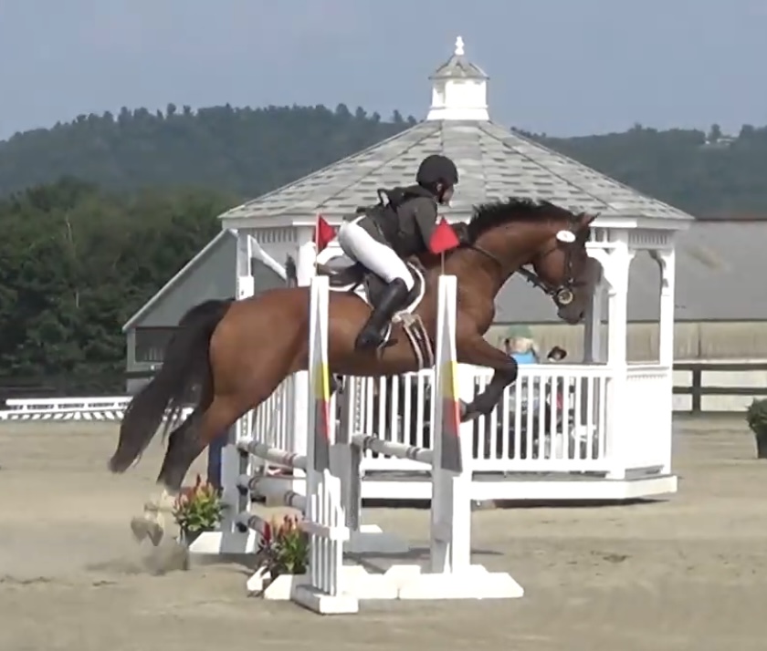 Olemack (Olaf) is the lease horse everyone is looking for. Imported, registered ISH 16.2 G. Saintly in the barn and on the show grounds, and careful, athletic, calm and generous in the ring. Perfect for a teen or adult who wants to win in jumpers, eq,… dlvr.it/TQXYsw
