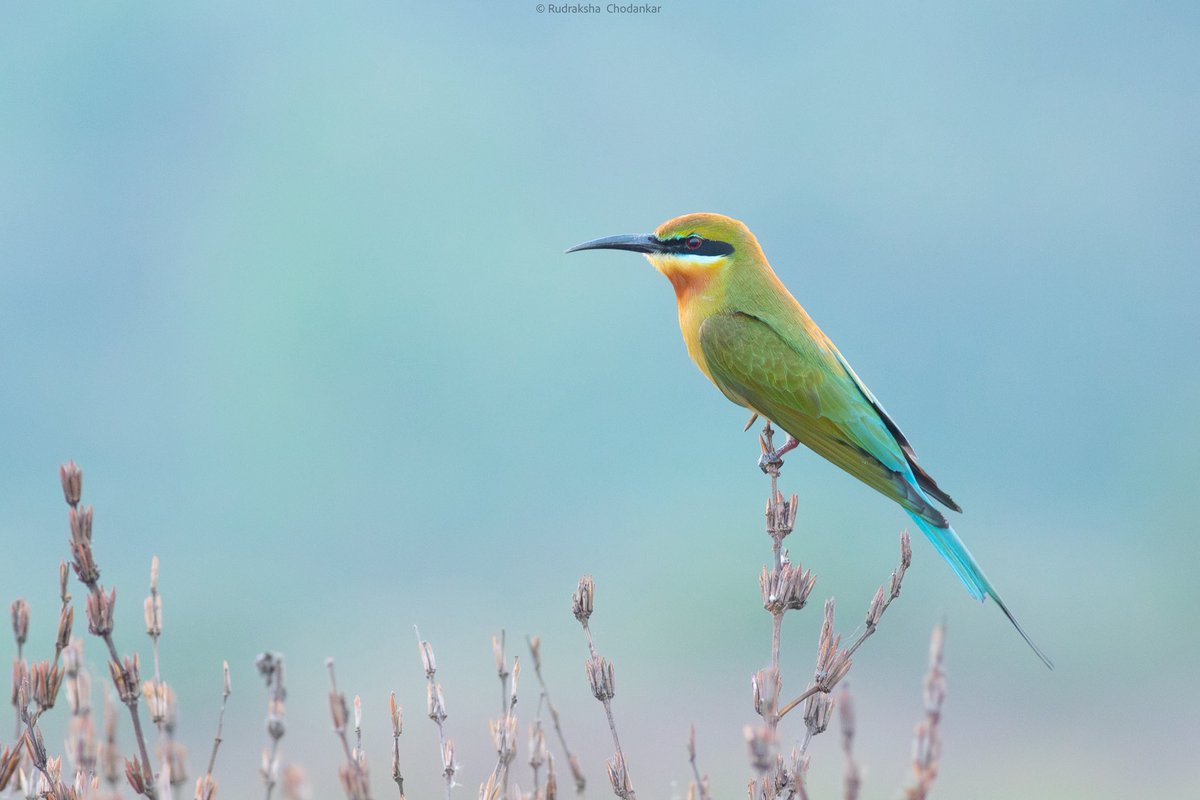 rudraksh9's tweet photo. Blue-tailed bee-eater, Carambolim fields, Goa
#BirdsSeenIn2026 #BirdsOfGoa #IndianBirds #Birdwatching #Birding https://t.co/I67aySQZ5T