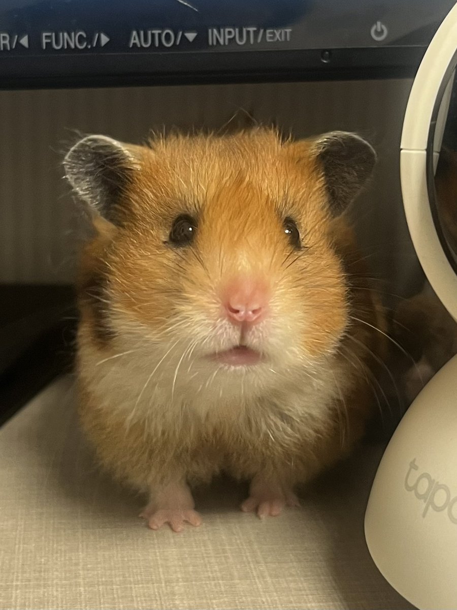 파핑 윤씨 tweet media