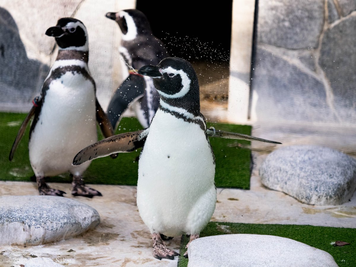 姫路市立動物園のマゼランペンギンさん。 昭和万博｛太陽の塔｝の