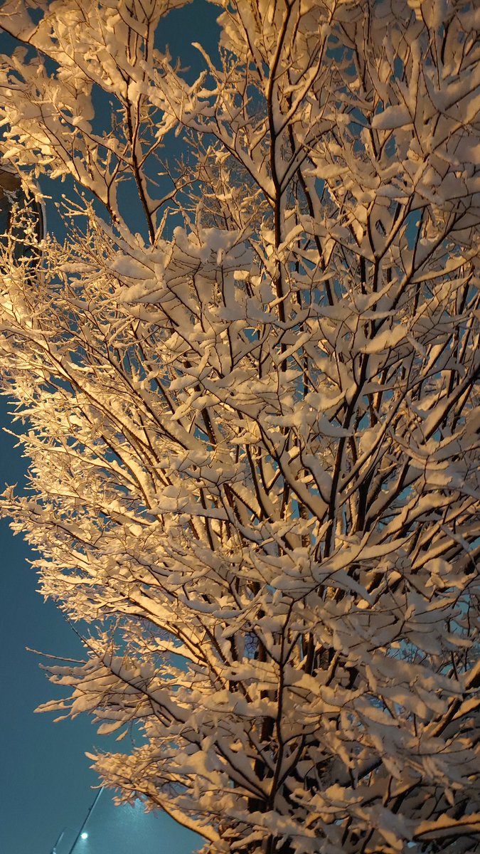 _Rin_spoon__'s tweet photo. 会社の床濡れると滑りやすくて、出勤してブーツの雪落としたつもりだったけど踏みしめた子がついてたみたいで、階段滑って転んで頭とおなか打って痛かった🤕
1日よく頑張りまちた_(:3」∠)_
雪景色は綺麗だし、ぽふぽふの雪楽しいし、夜でもほわっと明るくてすき☃️ https://t.co/EW4o6ISrVd