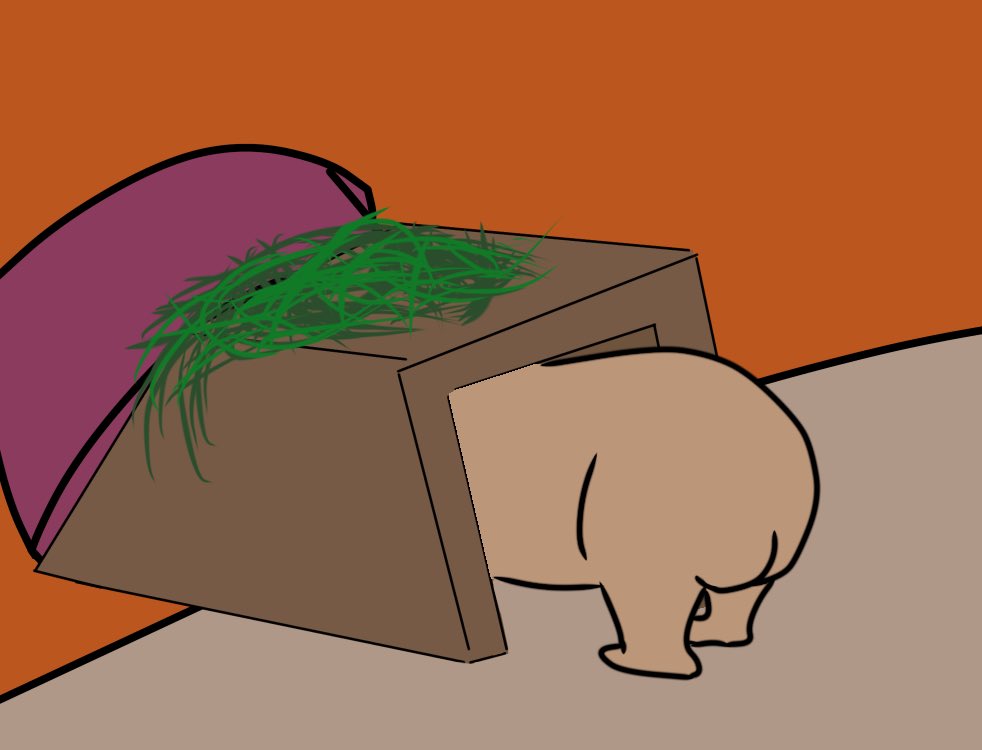 衝突ウォンバット #ウォンバット #wombat