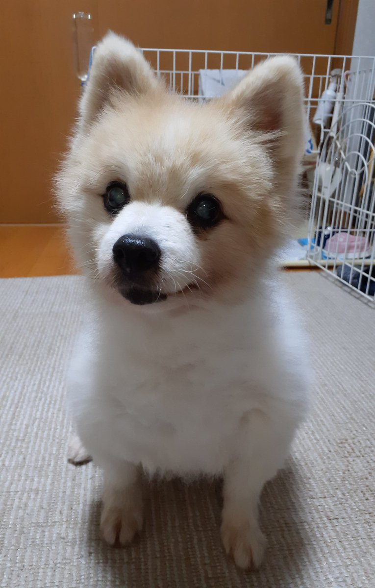 Ka6418's tweet photo. @gotarosu え～残念です…😢

でも19年も生きてすごいですね🐶

むくちゃんも19年生きていたかったです

たくさんありがとうございました😌 https://t.co/joTVZ727FS