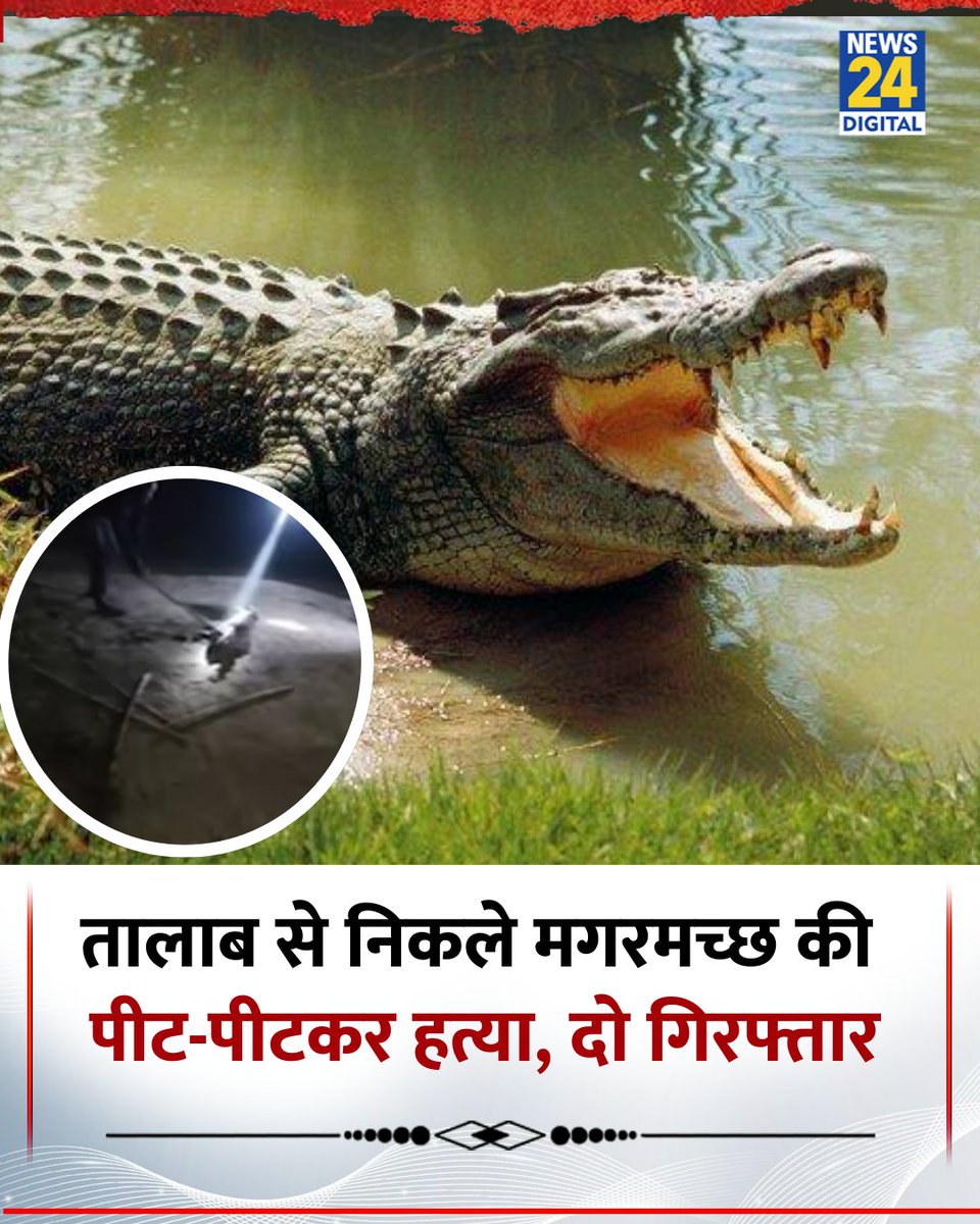 news24tvchannel's tweet photo. गुजरात के वडोदरा जिले के करजन में तालाब से निकले मगरमच्छ की बेरहमी से हत्या
◆ वीडियो सामने आते ही वन विभाग सक्रिय, दो आरोपी गिरफ्तार
◆ अनुसूची-1 के संरक्षित वन्यजीव की हत्या गैर-जमानती, कड़ी सजा तय
#Gujarat | #Vadodara | #CrocodileKilling | #WildlifeCrime | #ForestAction | #ViralVideo