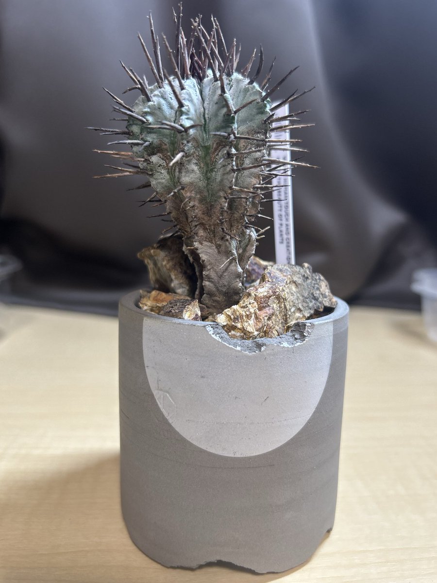 𓆙きゃのん𓆈 tweet media