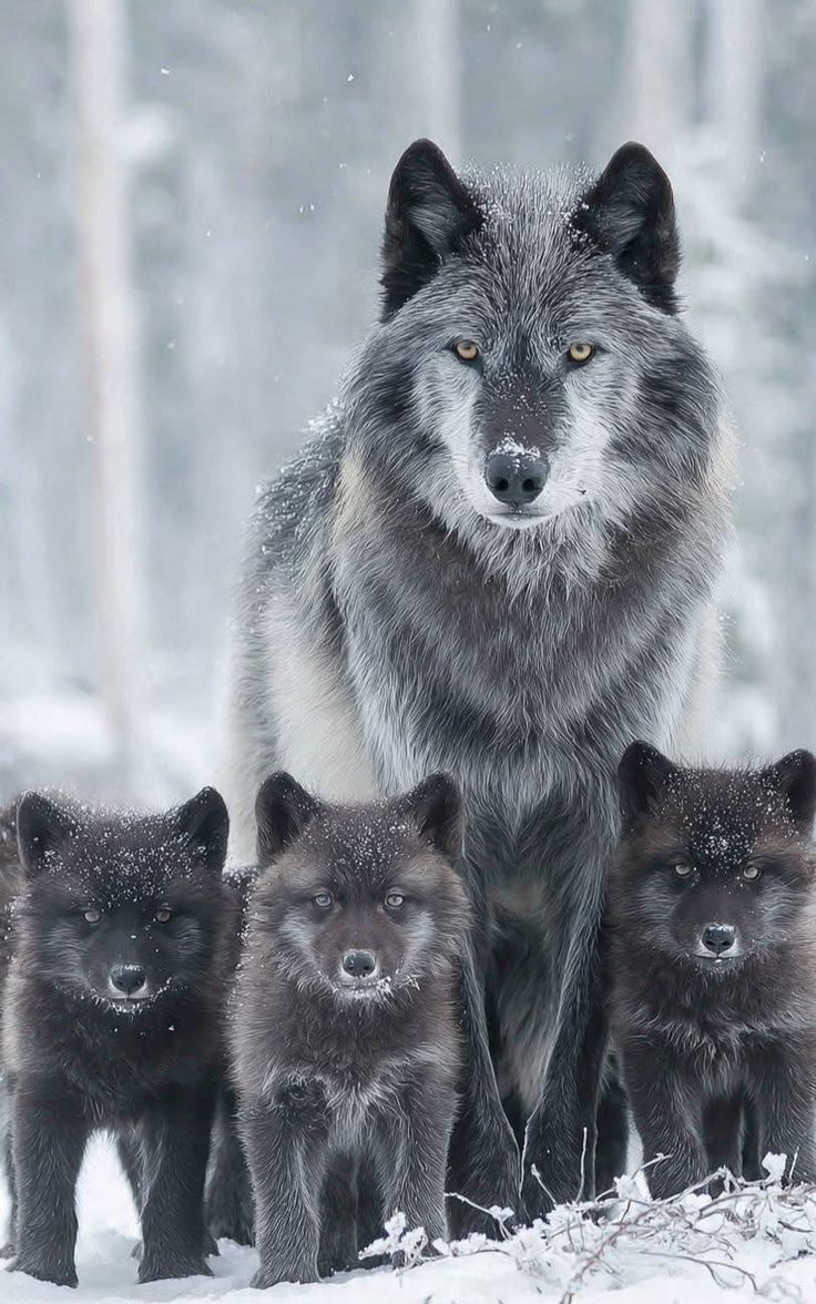 wolfempiree's tweet image. Good morning