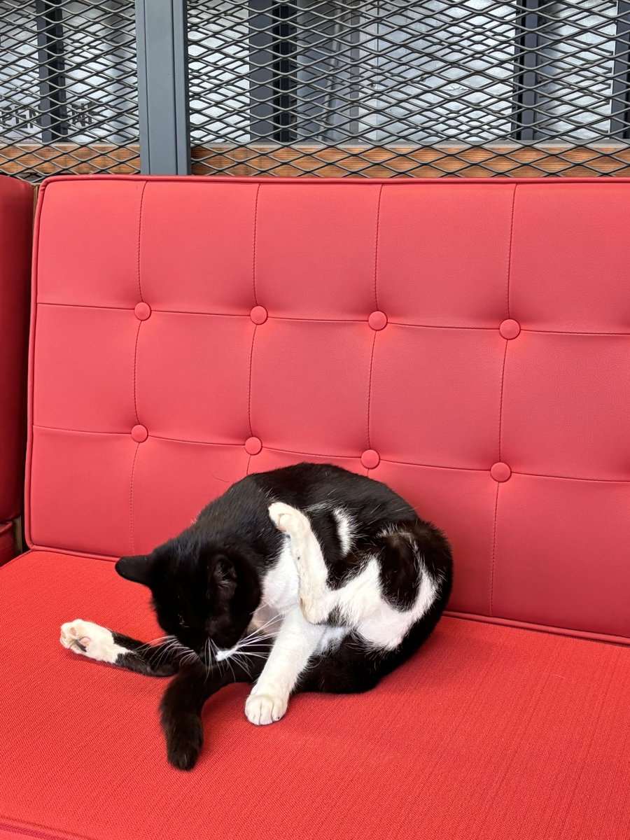 cherrywavec's tweet image. Imut