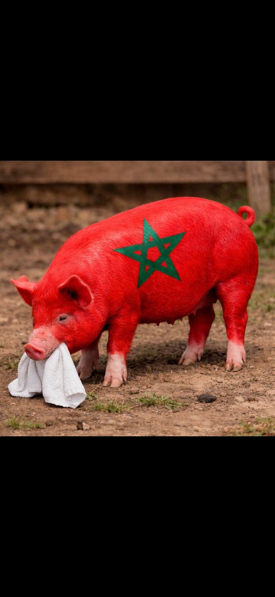 KingDave0's tweet photo. @Rgreenthoughts 🐖💩 https://t.co/EpZXb1Rq1c