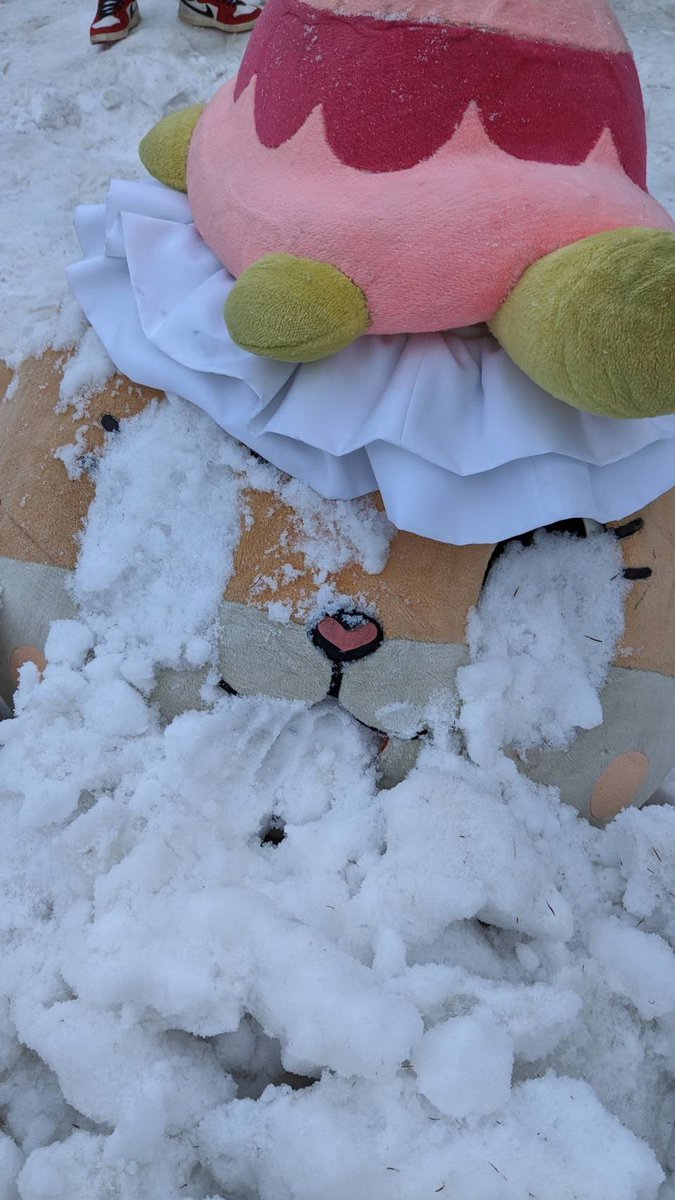 chiitan7407's tweet image. Chiitan is sleeping deep underground in Greenland.
I've never seen any penguin friends🐧