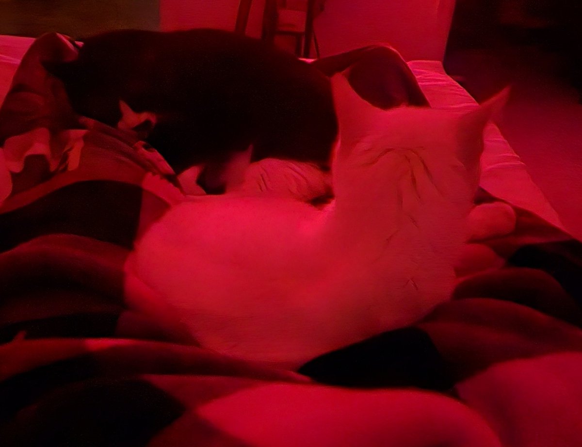 13reezee's tweet photo. I dont think my lap can hold any more kitty. #flamepoint #tuxedo #catnap https://t.co/j8g7nmAU4z