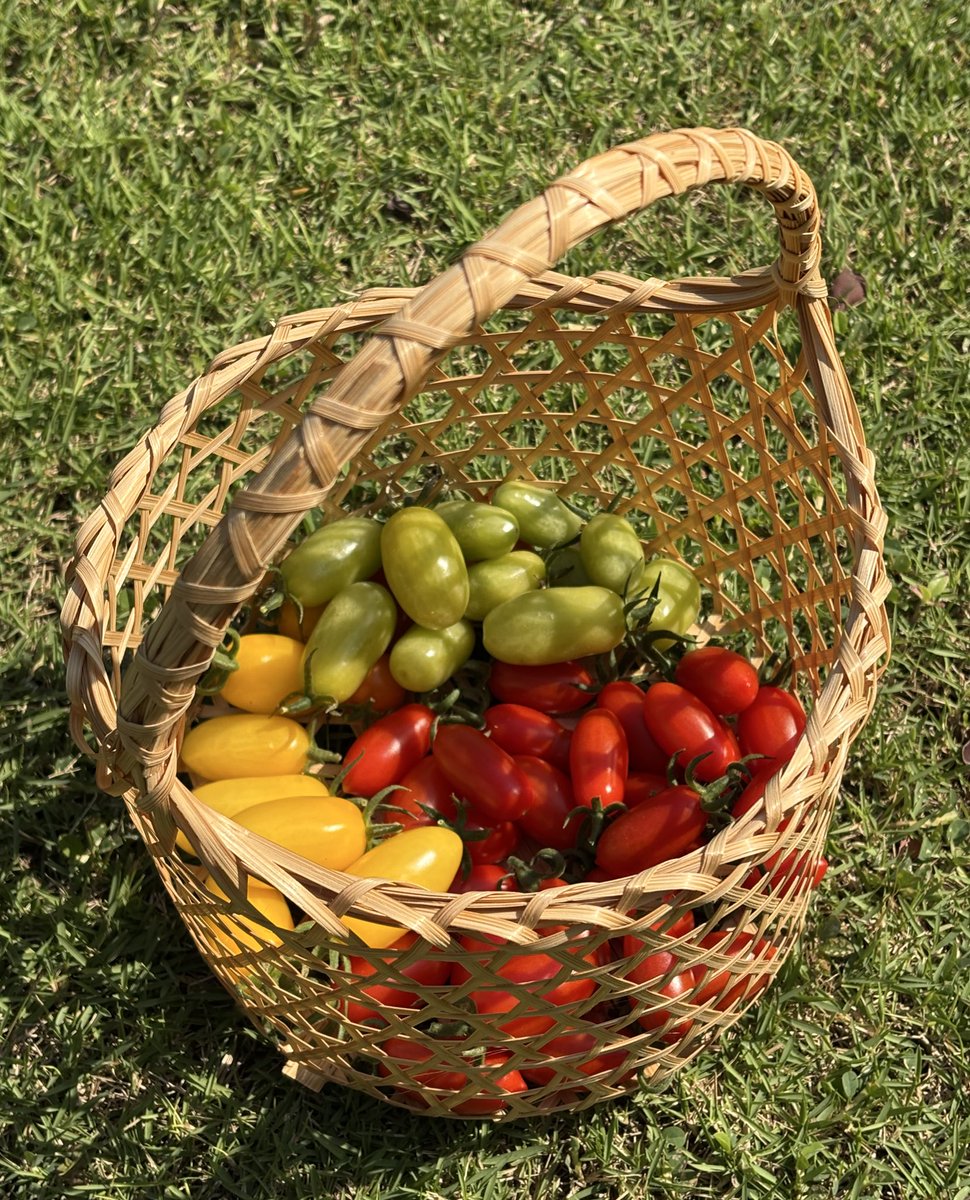 cloversgarden_'s tweet image. มาทำ Q&amp;amp;A ตอบคำถามเกี่ยวกับการปลูกมะเขือเทศแบบปลอดสารที่บ้านกันค่ะ 🍅

จะรวบรวมคำถามที่ได้รับบ่อยๆไว้ใน thread นี้ แล้วถ้าใครมีคำถามเพิ่มเติมก็สามารถถามได้เลยนะคะ 🤩