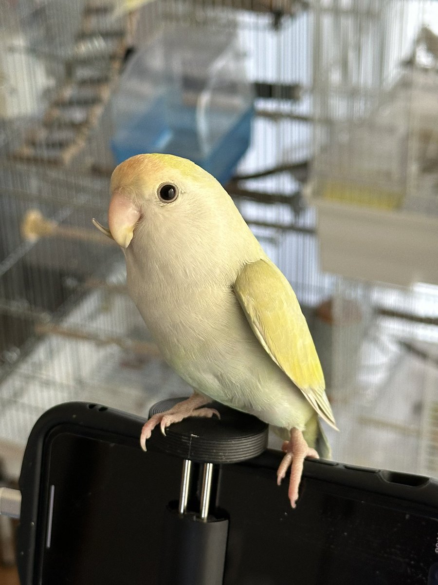 PenPonPan0802's tweet photo. インコのジョーちゃん🦜
#コザクラインコ
#インコ
#不正咬合 https://t.co/iZr1hcpqj6