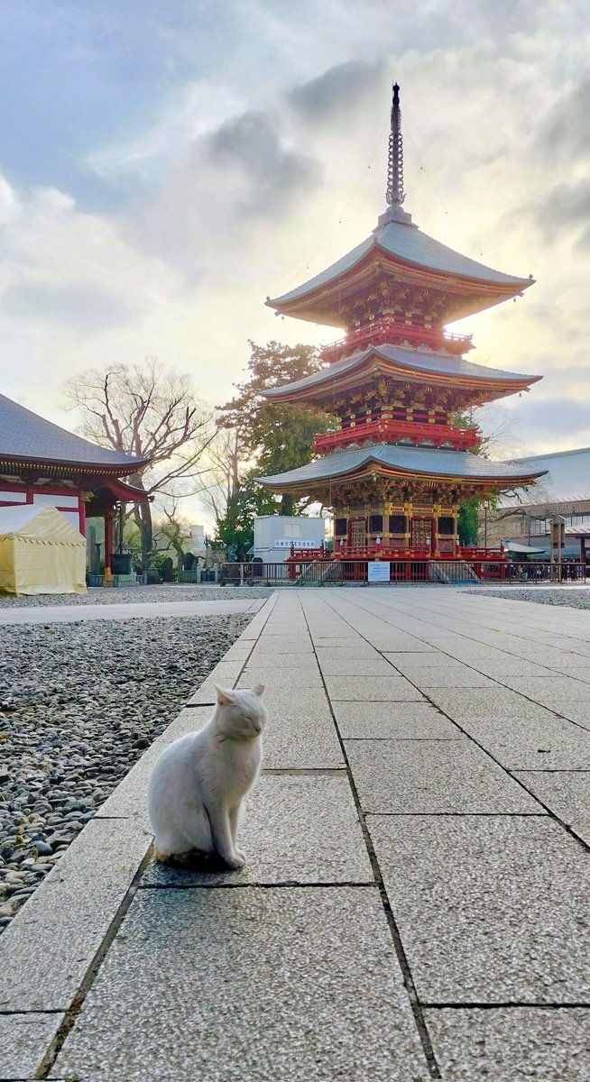 なんだかAIが描いた日本の風景みたいな感じになってるけど、猫ちゃんが可愛かったから撮った写真です😊なんか合成っぽい？
